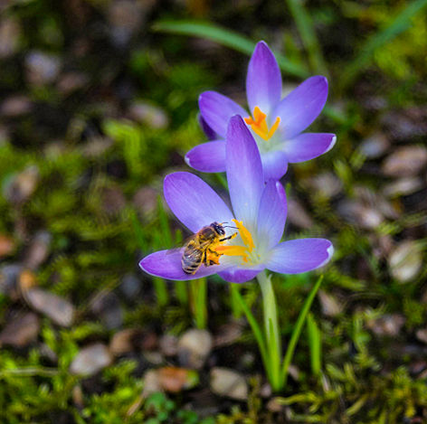 die Biene genießt den Nektar
