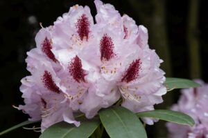 schöne tropische Rhododendronbluete