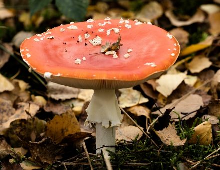 Pilze aus der Region