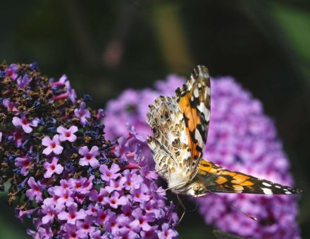 der Schmetterling "der Kleine Fuchs" genießt den Dunft der Blüten