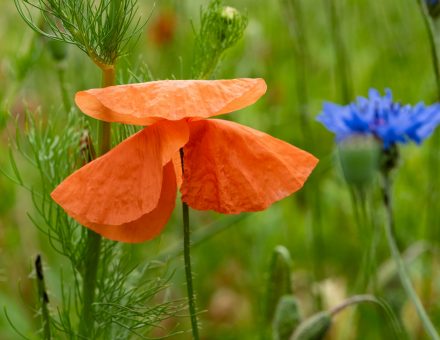 Klatschmohn ist der kleine Bruder des echten Mohns