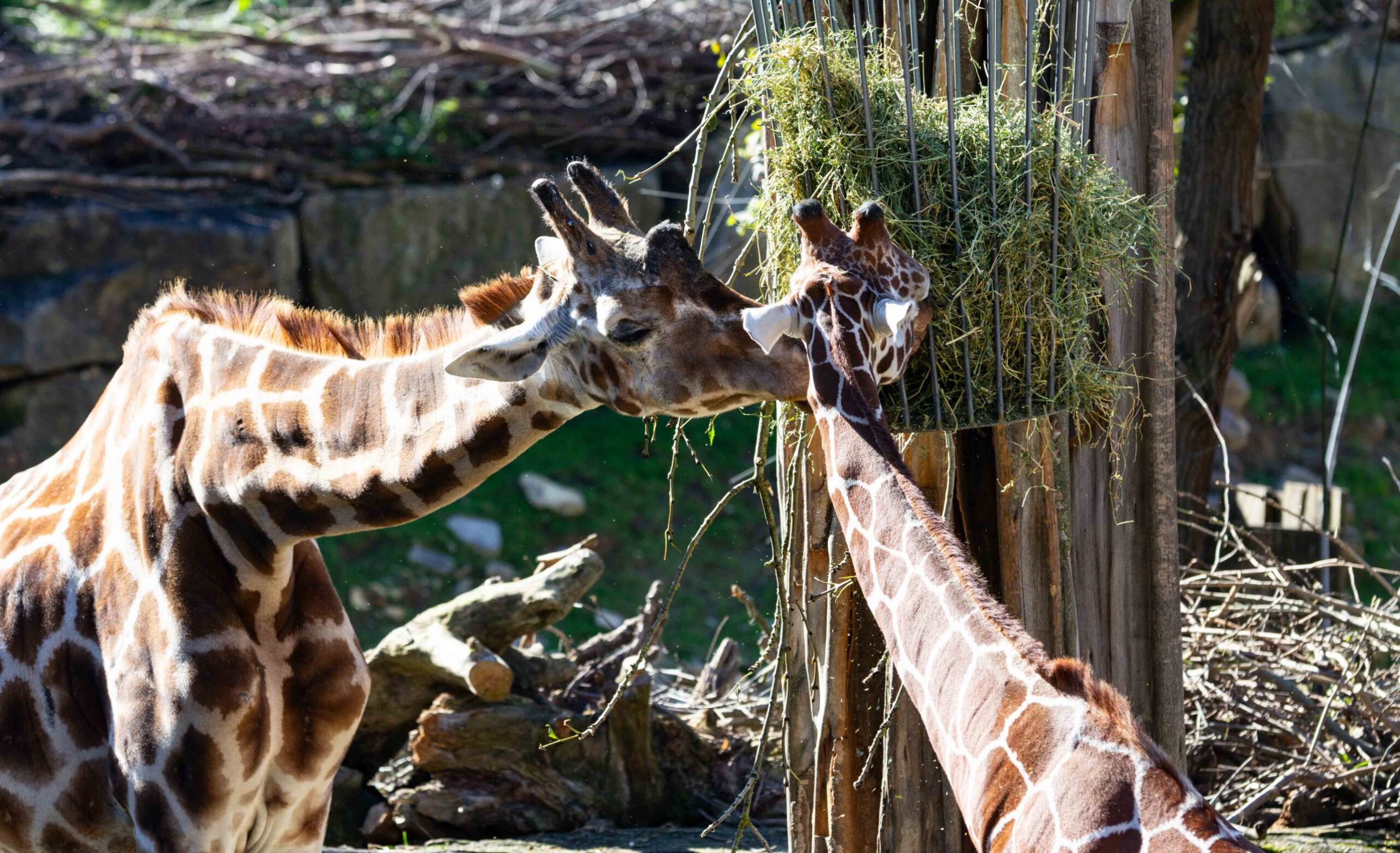 Giraffen sind Pflanzenfresser, sie fressen gerne Gras.
